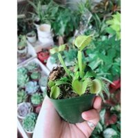 Cây bẫy kẹp