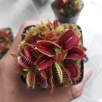 Cây bẫy mồi , bắt ruồi , cây ăn thịt dòng B52
