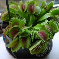 Cây bẫy mồi , bẫy kẹp , bắt mồi dòng G16