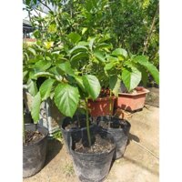 CÂY BƠ 034 6 tháng cho quả