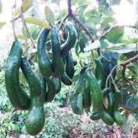 Cây Bơ 034 - Cây Ăn Quả - H2O Farm + Tặng 01 cây dâu da đất ( bòn bon)