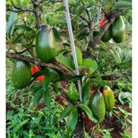 Cây 🌲 Bơ 034 (ko hạt )