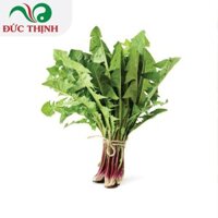 Cây Bồ Công Anh Đức Thịnh