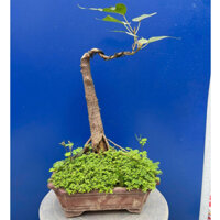 cây bồ đề bonsai gốc già thuần chậu