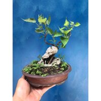 cây bồ đề bonsai mini