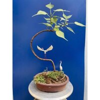 cây bồ đề bonsai thuần chậu tượng