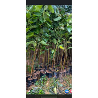 Cây Bồ Đề - cao từ 1m
