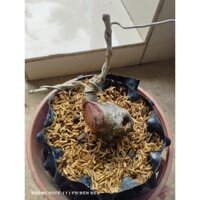 cây bồ đề  .lam vồ .bonsai nhỏ