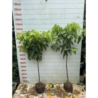 cây bơ sáp, bơ 034 cây cao 1m2-1m5