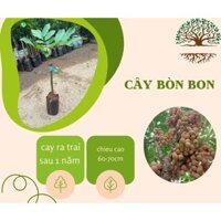 Cây bòn bon thái lan