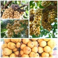 Cây bòn bon