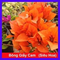 Cây Bông Giấy Cam - cây cảnh vườn  tặng phân bón cho cây