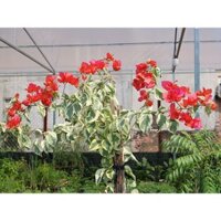 Cây bông giấy cẩm thạch, lá bạc,đột biến, cây hoa giấy var - Bougainvillea Var