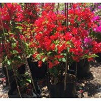 Cây bông giấy hoa đỏ, giấy Thái cho hoa màu đỏ tươi - Vựa Kiểng Sa Đéc - VuasKiengSaDec