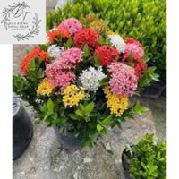 Cây bông trang (hoa mẫu đơn) các màu- Trang trí sân vườn- Decor- Phong thuỷ- Cây hoa kiểng Đồng Tháp