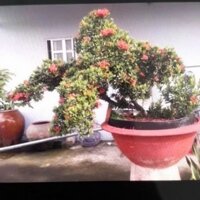 cây bông trang lá nhỏ