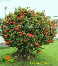 Cây bông trang