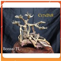 Cây bonsai cho hồ cá C17xD18