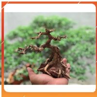 Cây bonsai D20xc20 cho bể cá thuỷ sinh