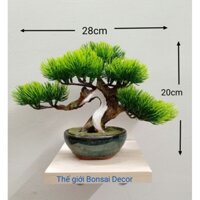 Cây Bonsai Decor dáng trực 05