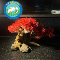 Cây bonsai giả trang trí bể cá