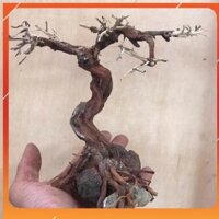 Cây Bonsai mini giá rẻ