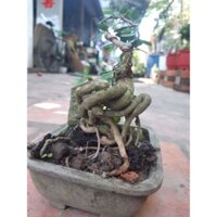 cây bonsai mini