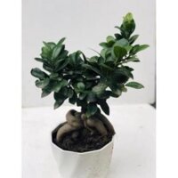 Cây bonsai si nhật - cây bonsai tiểu cảnh để bàn khỏe mạnh dễ chăm