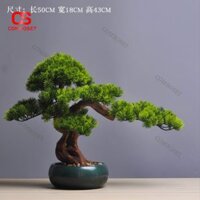 Cây Bonsai Tùng Nhật Bản Mini Mang Vẻ Đẹp Thiền Cho Không Gian Sống