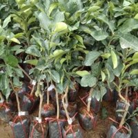 Cây bưởi da xanh sóc trăng + Tặng 01 cây dâu da đất ( bòn bon)