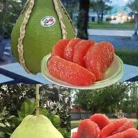 cây Bưởi Ruby.  - Cây Giống Nhập Khẩu