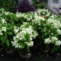 Cây Bướm Bạc – Thanh nhiệt, giải độc cho cơ thể, bảo vệ gan, hỗ trợ say nắng, hỗ trợ sổ mũi BAK821 – Bách An Khang | Bachankhang.com | Thế giới thảo dược, đông trùng hạ thảo, yến sào Khánh Hòa