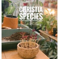 Cây Bướm Đêm có tên gọi khác là Chua Me Đất Lá Tím