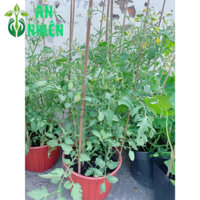 Cây Cà Chua Bi Hàng Đẹp