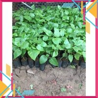 cây CÀ CHUA THÂN GỖ  - Cây Giống Nhập Khẩu