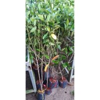 cây cà na thái lớn.