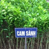 cây cam sành giống + Tặng (0,3kg) phân hữu cơ cao cấp