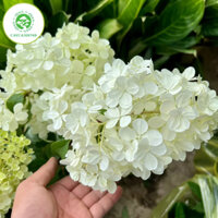 Cây cẩm tú cầu thân gỗ trưởng thành cao 50cm.