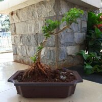 cây cảnh bonsai cúc thân gổ