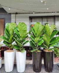 Cây cảnh hàn quốc đẹp sang trọng | bàng singapore chậu sứ