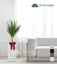 cây cảnh mang đến sức sống cho văn phòng - phát tài núi lá nhỏ
