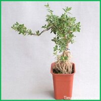 Cây Cảnh Mini Để Bàn - Cây Bạch Tuyết Mai trang trí nội thất sân vườn, tiểu cảnh