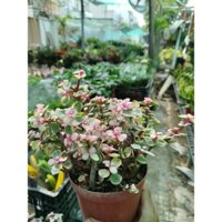 Cây Cành Vàng Lá Ngọc