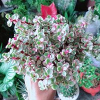 Cây Cành Vàng Lá Ngọc