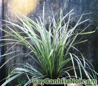Cây Cao Cẳng Sọc cây trồng nền