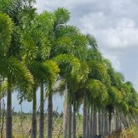 cây cao đuôi chồn phong thủy