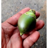 Cây 🌲 Cau Đuôi Chồn 1m3