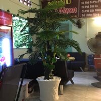 Cây cau giả đẹp KN02