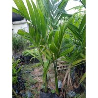 CÂY CAU LÙN TỨ QUÝ - CÂY 3 NĂM TUỔI cây choai to cao 60cm -1m2