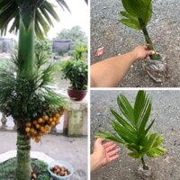 Cây cau lùn tứ quý size trung cao 40cm (ảnh thật số 2) cho trái sau 1 năm